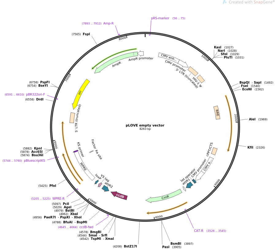 pLOVE empty vector质粒图谱